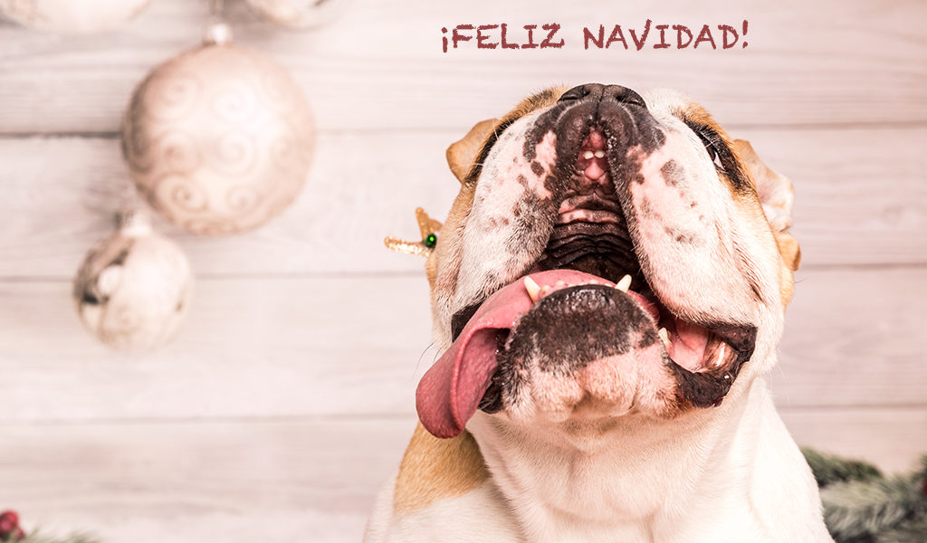 ¡FELIZ NAVIDAD!, FOTOGRAFIA DE MASCOTAS